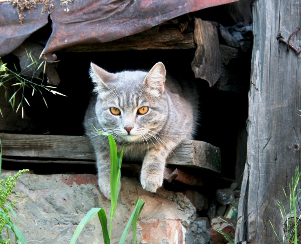 outdoor cat rain shelter