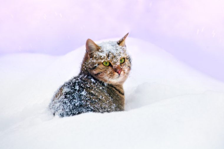 Keeping cats safe in winter - a complete guide - Little Miss Cat