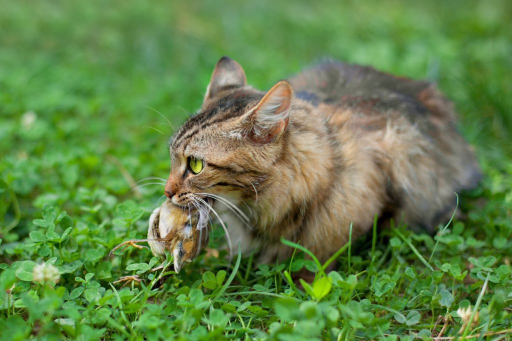 What to do when your cat brings home a dead mouse or bird? - Little Miss Cat
