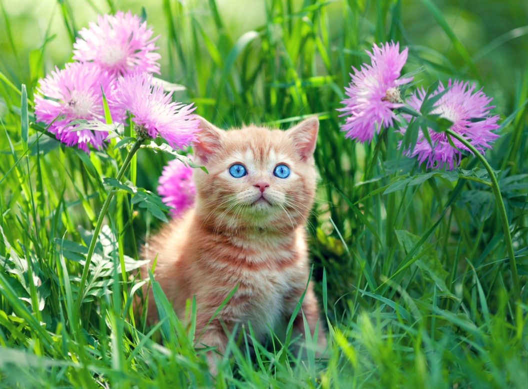 Bach Rescue Remedy for Cats – and other useful Flower remedies for cats ...