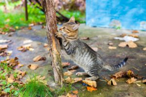 Do cats need a scratching post?