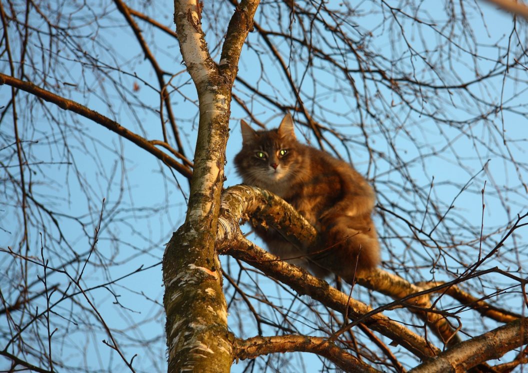 Why Does My Cat Climb Trees at Dena Andrews blog