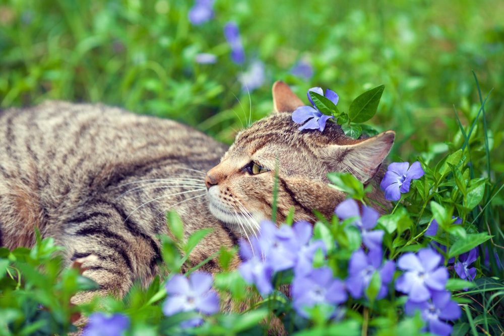 Cat-friendly garden