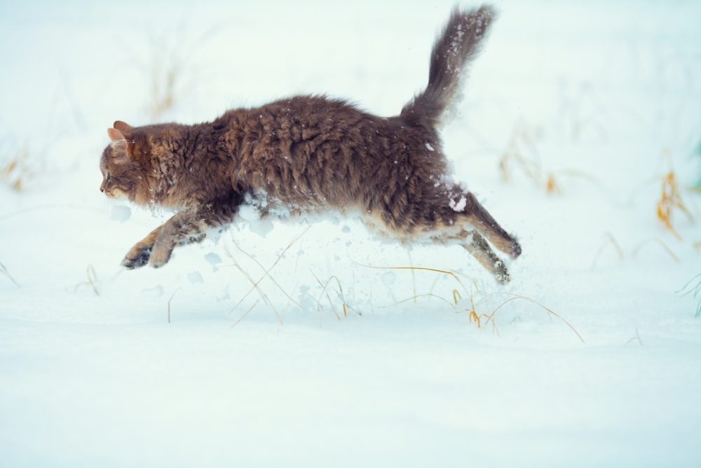 How fast can a cat run?