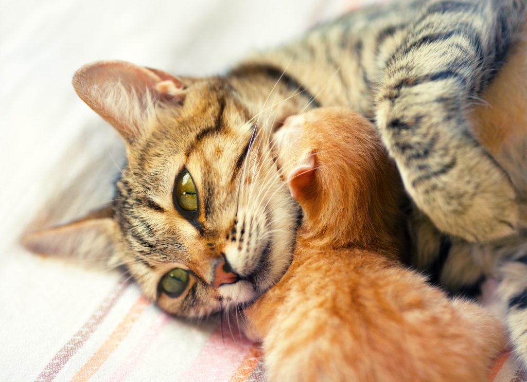 mother cat ignoring newborn kitten