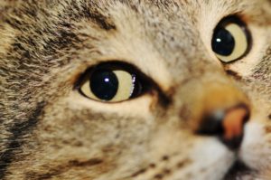 Can cats see close up? Can cats see In the dark? Can cats See color