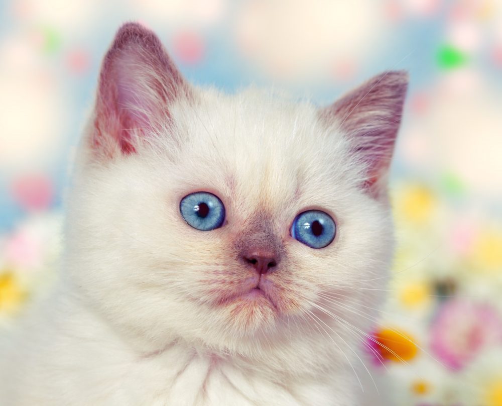 white kitten with blue eyes - Little Miss Cat