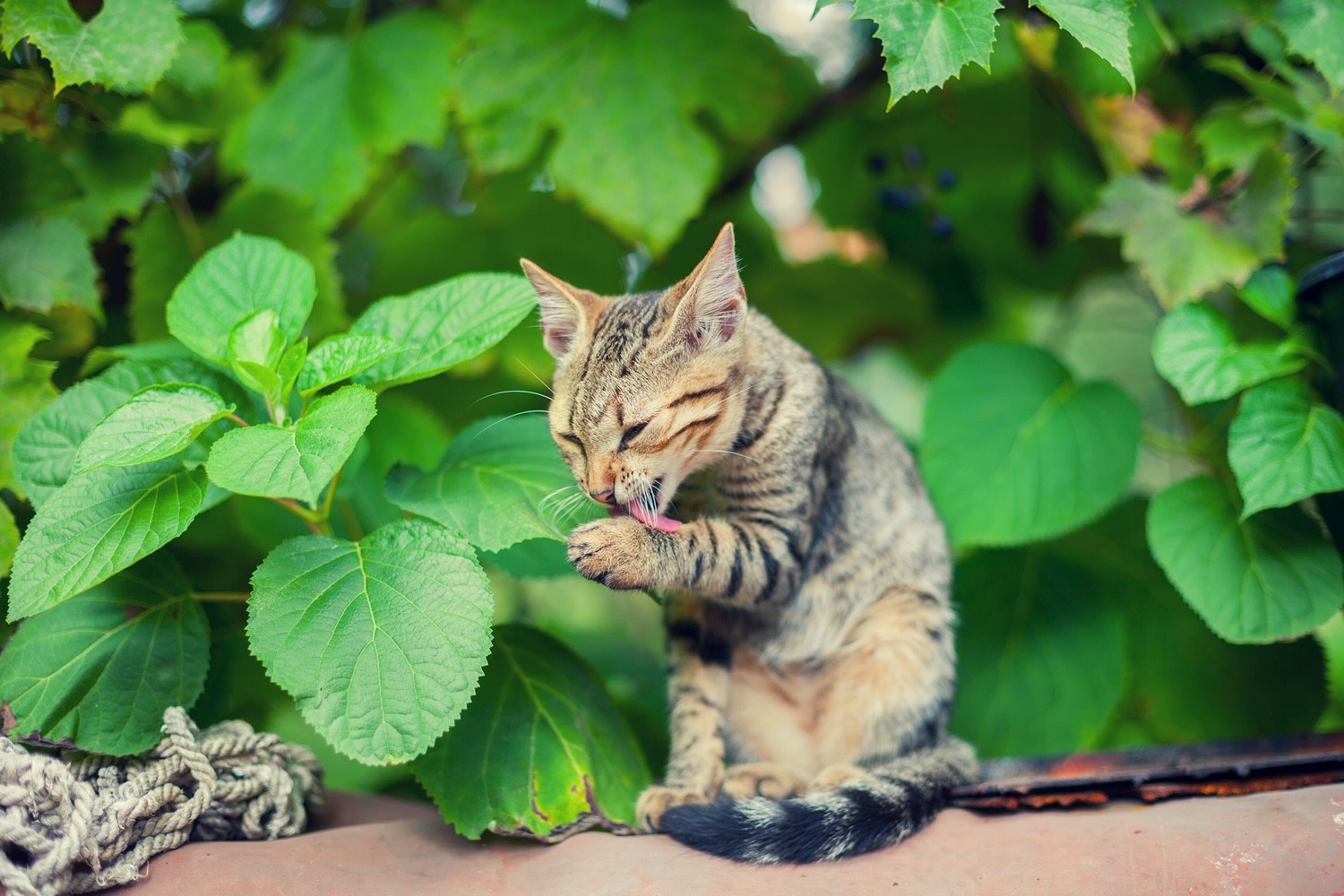 Cat grooming - Little Miss Cat