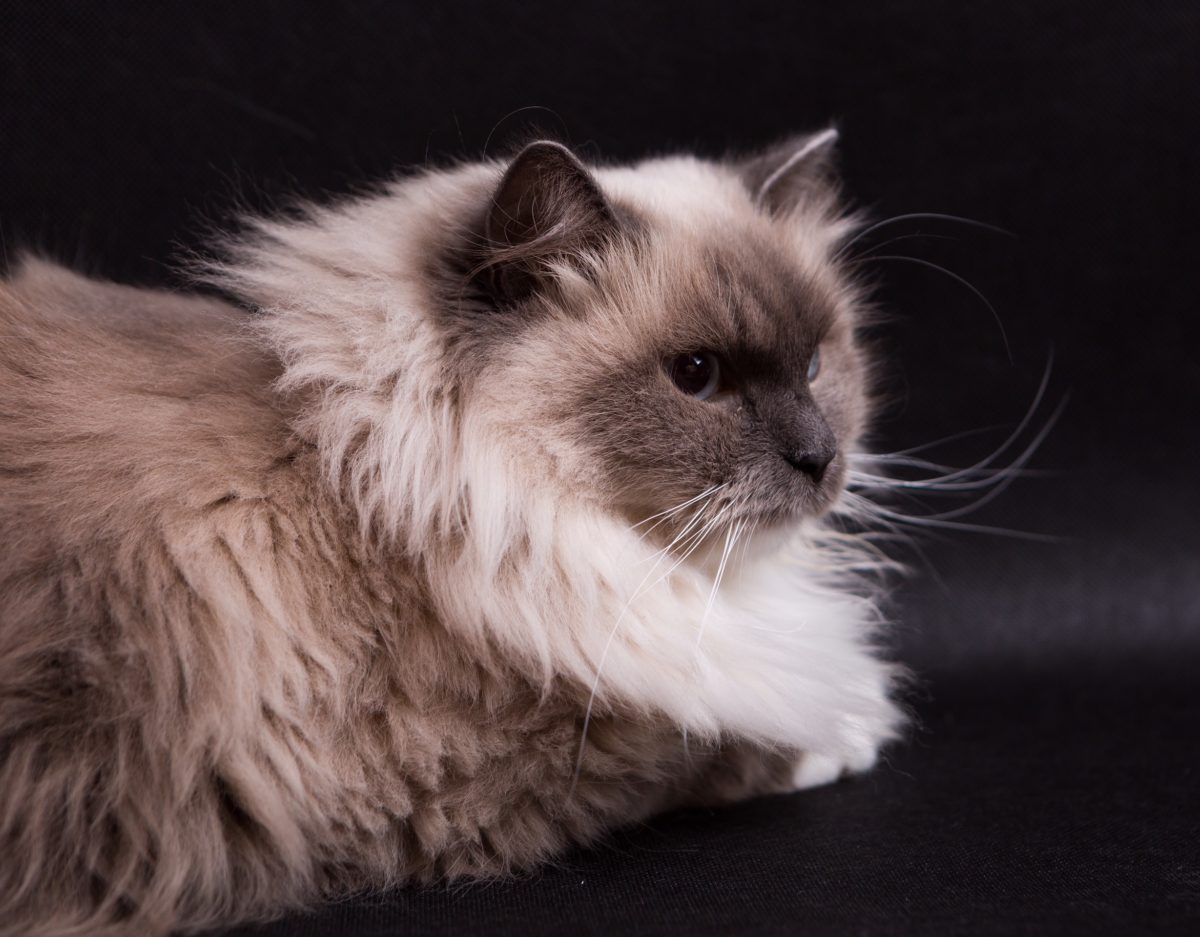 Long Haired Cat Little Miss Cat