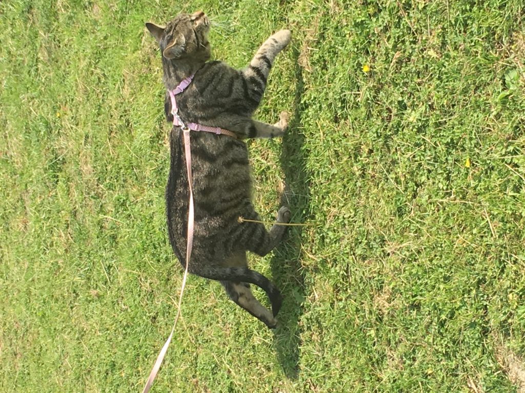 Cat on walk on a leash