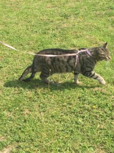 Cat on a leash