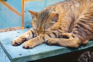 Cat sleeping outside