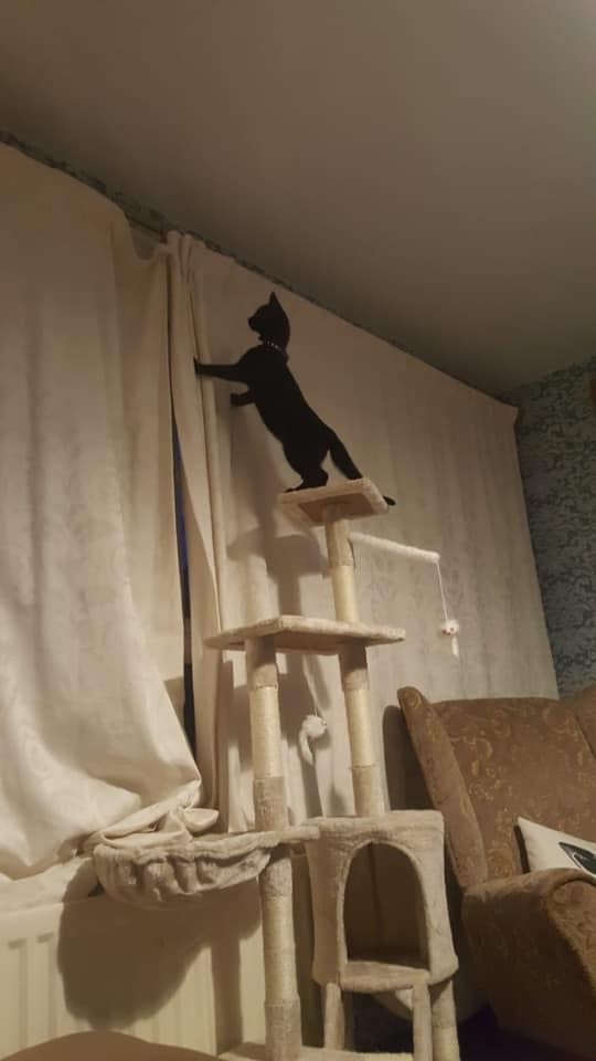 WHy do cats climb curtains
