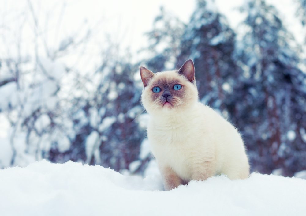 Do cats like snow