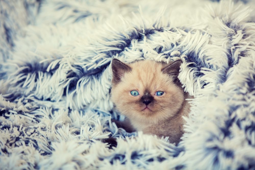 cat toy under blanket