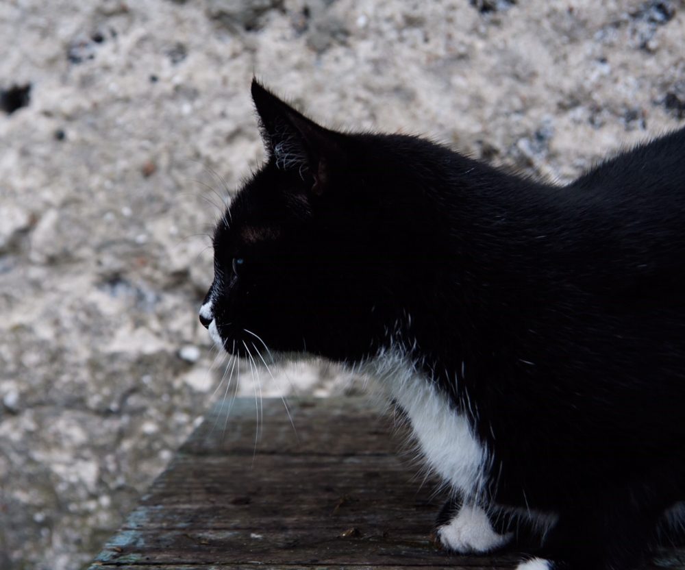 Farm Cat Little Miss Cat