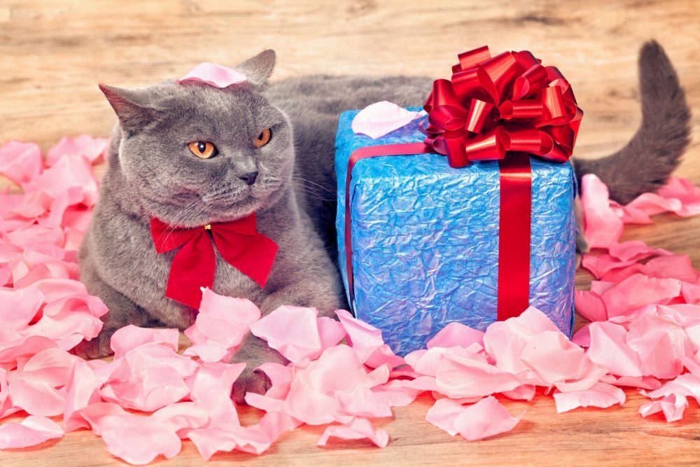 Best gifts for cats