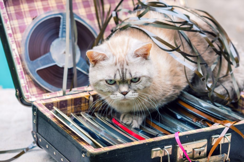Should I leave music on for my cat? - Little Miss Cat