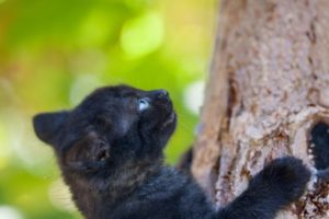 Do kittens need a scratching post