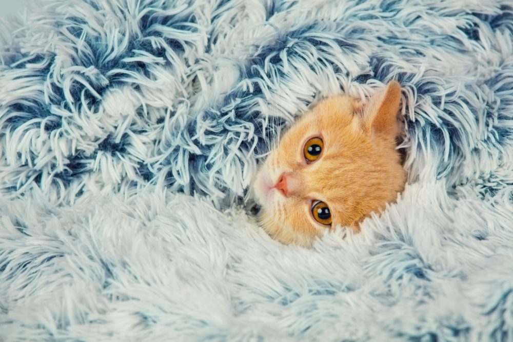 Cats and blankets