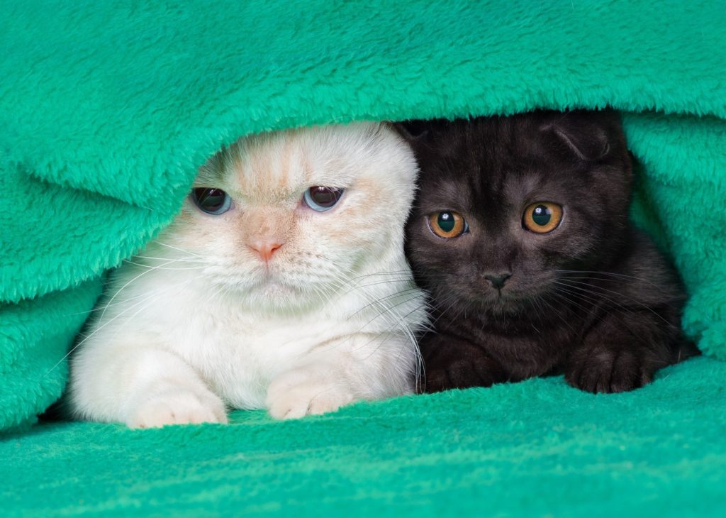 Kittens under blanket