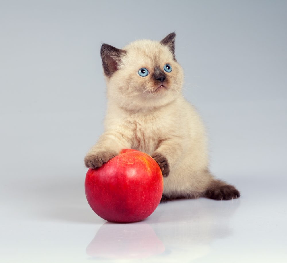 Cat Condo for apple download