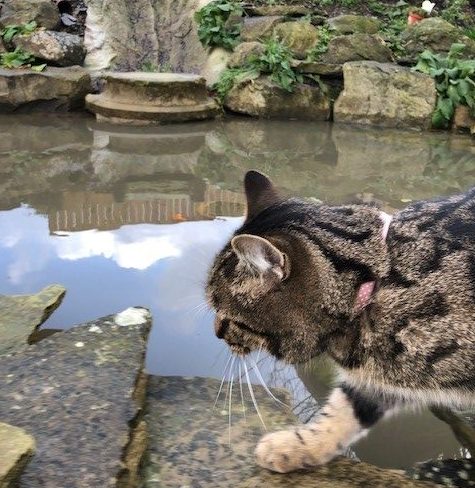 Can cats drink pond water