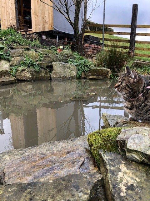Are ponds safe for cats?
