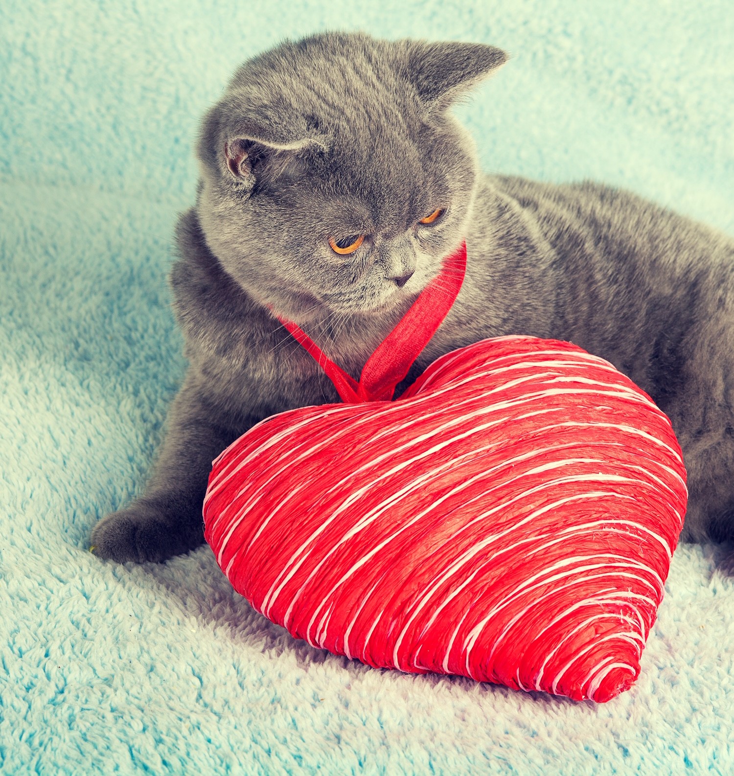 Valentine with your cat