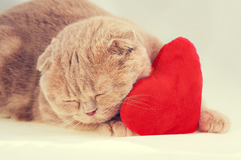 Celebrating Valentine day with your cat