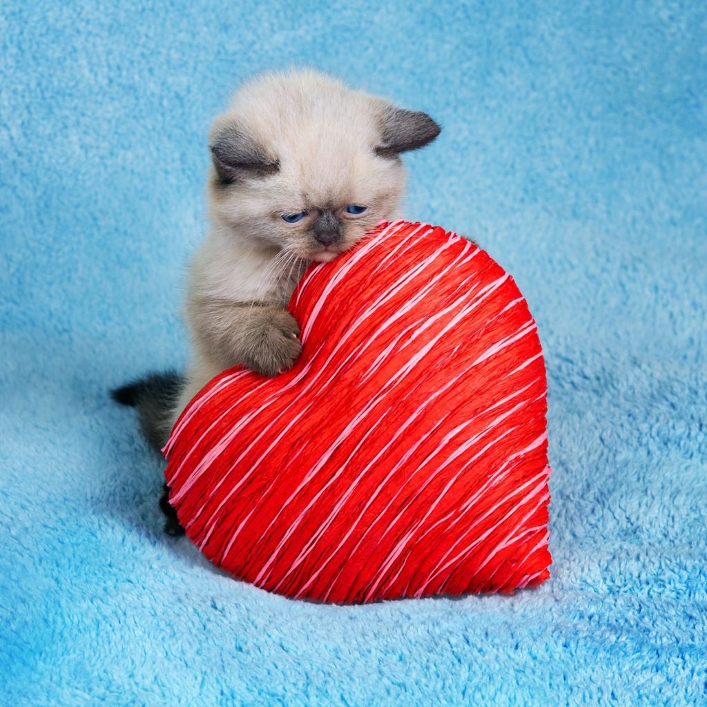 Valentine gits for cats