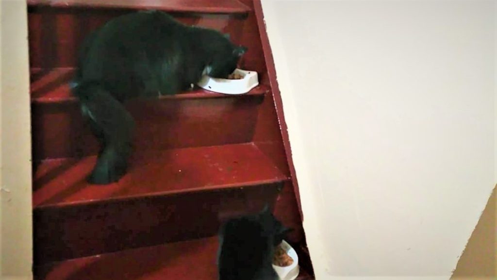 cats share food bowl