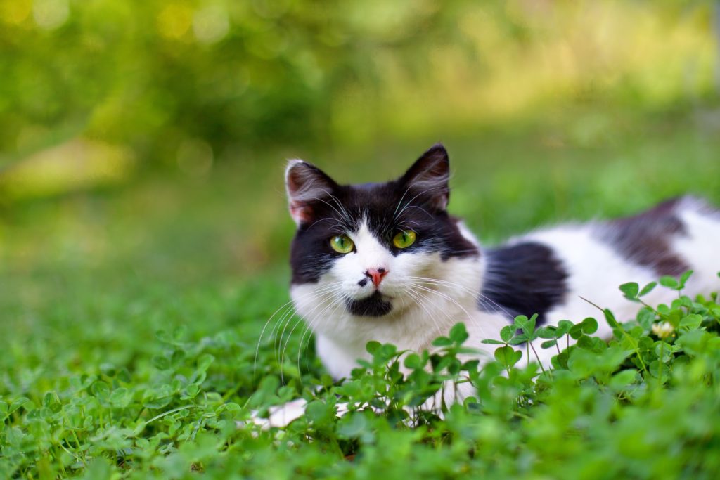 Top tips to train your cat to come home
