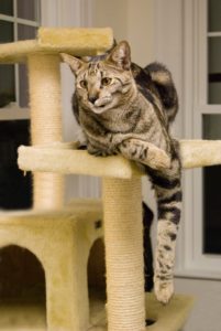 Does my cat need a cat tree