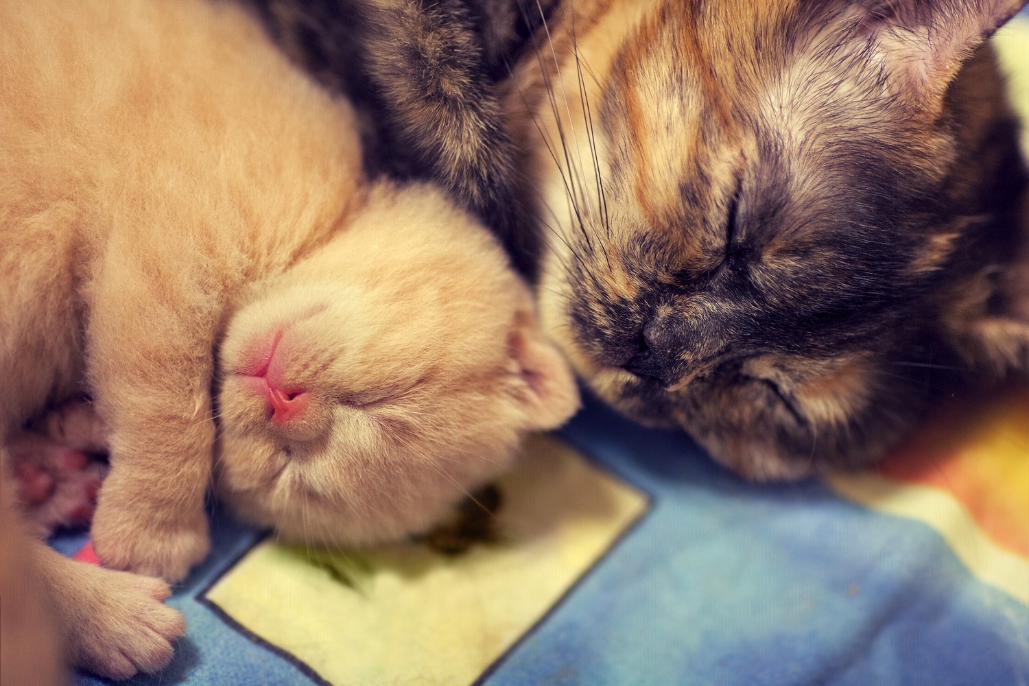 Can a mother and daughter cat live together