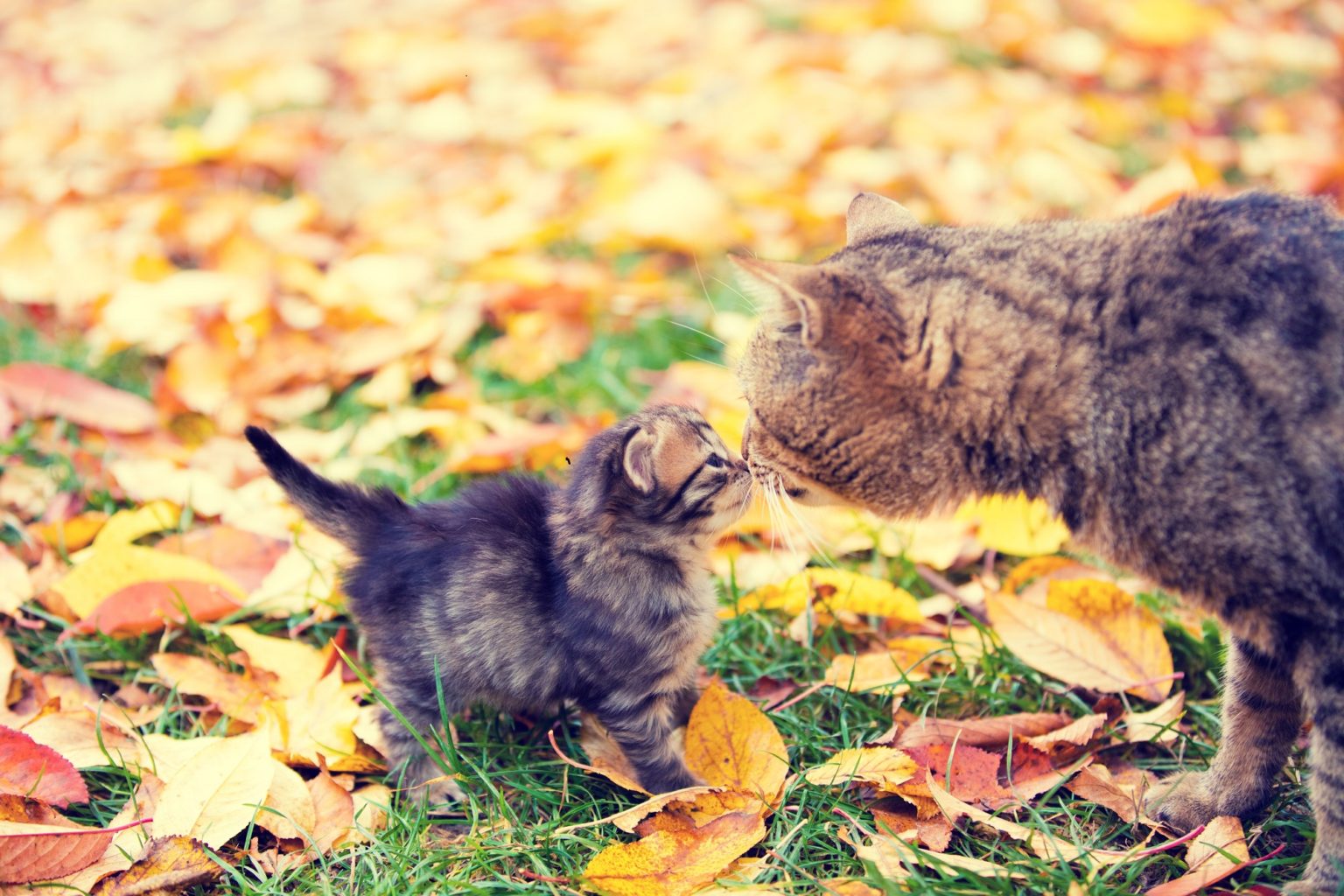 Why Does My Kitten Attack My Older Cat