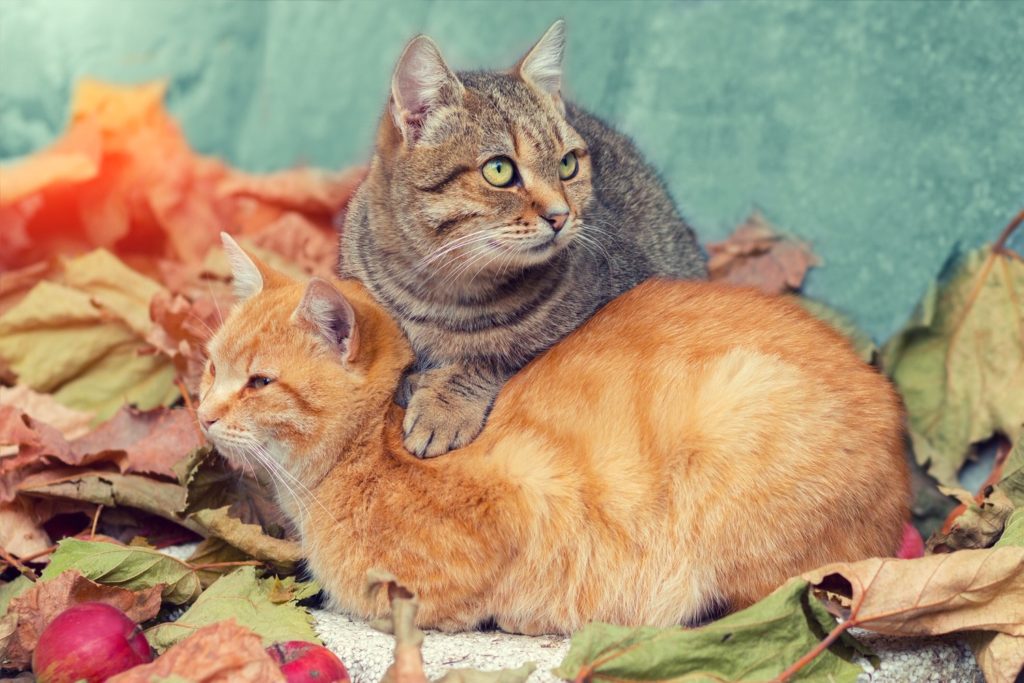 Can a mother and daughter cat live together?