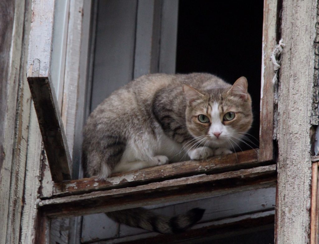 Keeping feral cats away from your cat