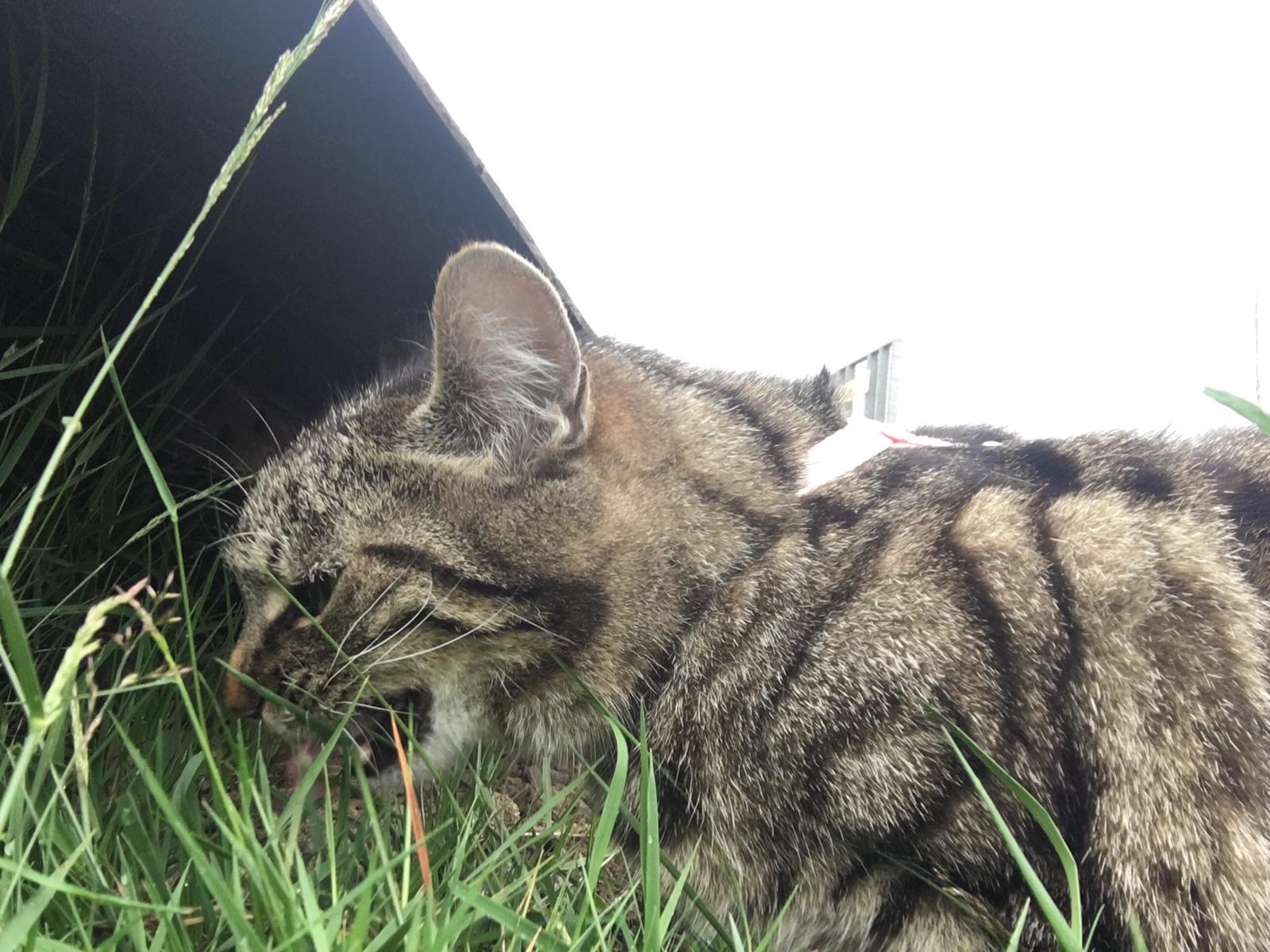 Image showcasing Do indoor cats need to eat grass? Cat grass benefits - Little Miss Cat