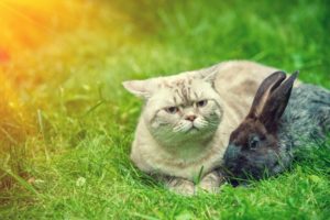 Can a cat and rabbit live together?