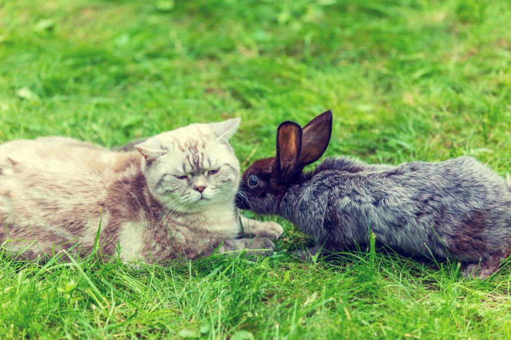 Do cats eat rabbits? Can cats and rabbits get along? Little Miss Cat