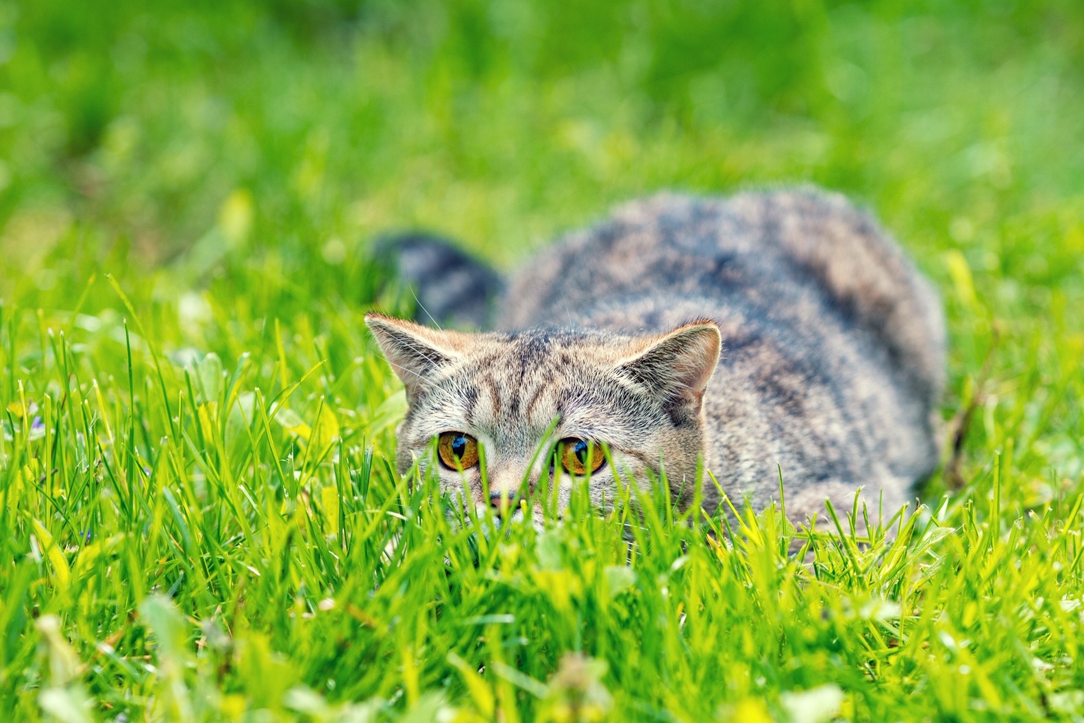 Do indoor cats need grass