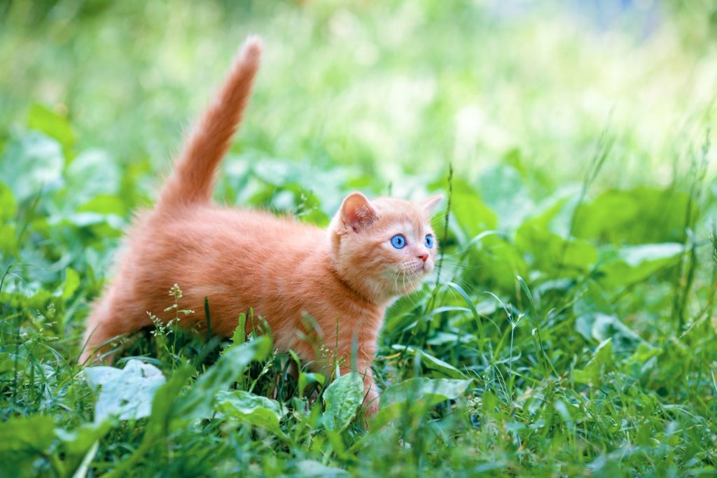 Do indoor cats need to eat grass? Cat grass benefits ...