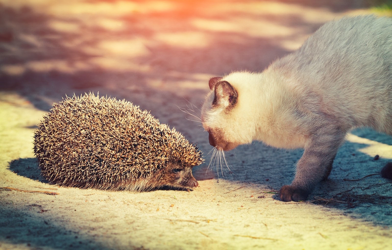 Cats and hedgehogs