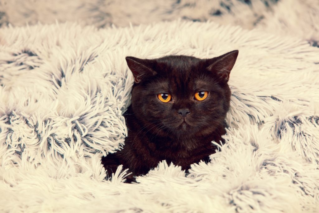 Black cat myths