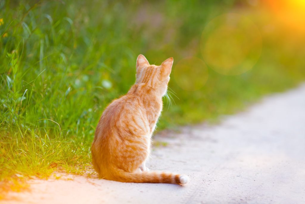 Why do cats follow strangers?