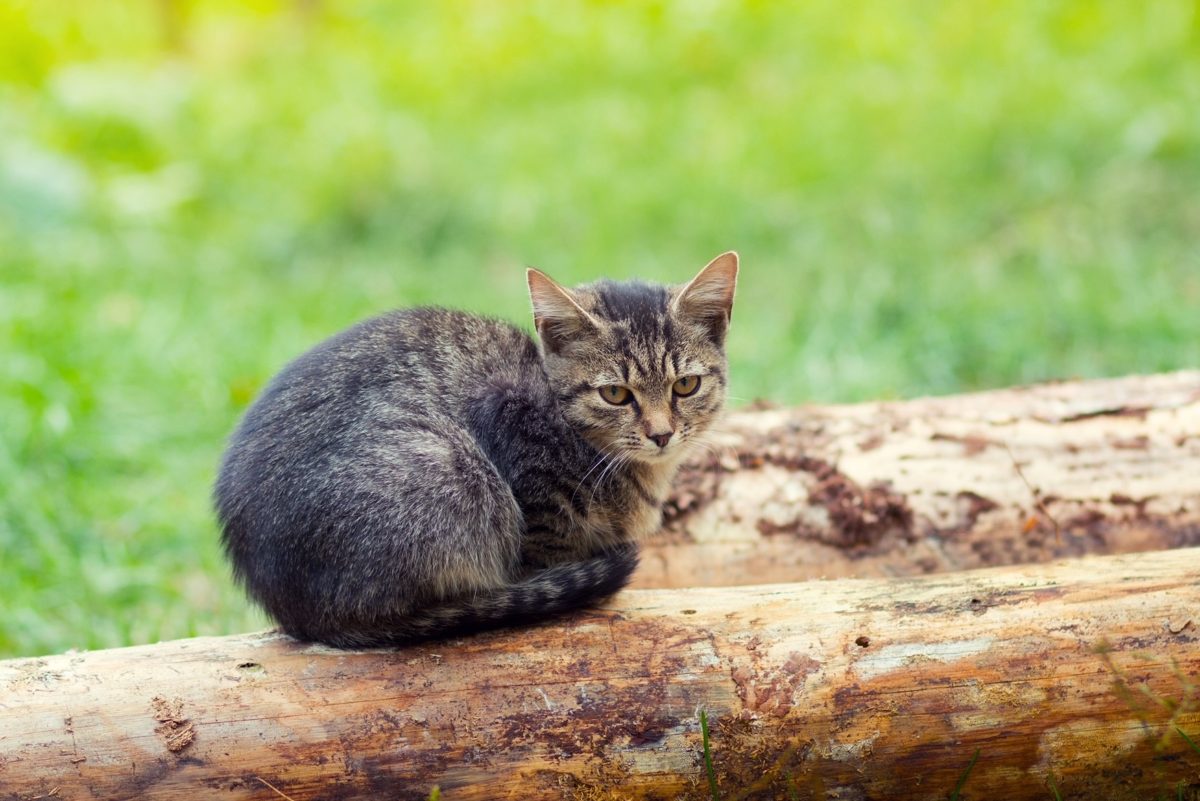 Why do cats follow strangers?