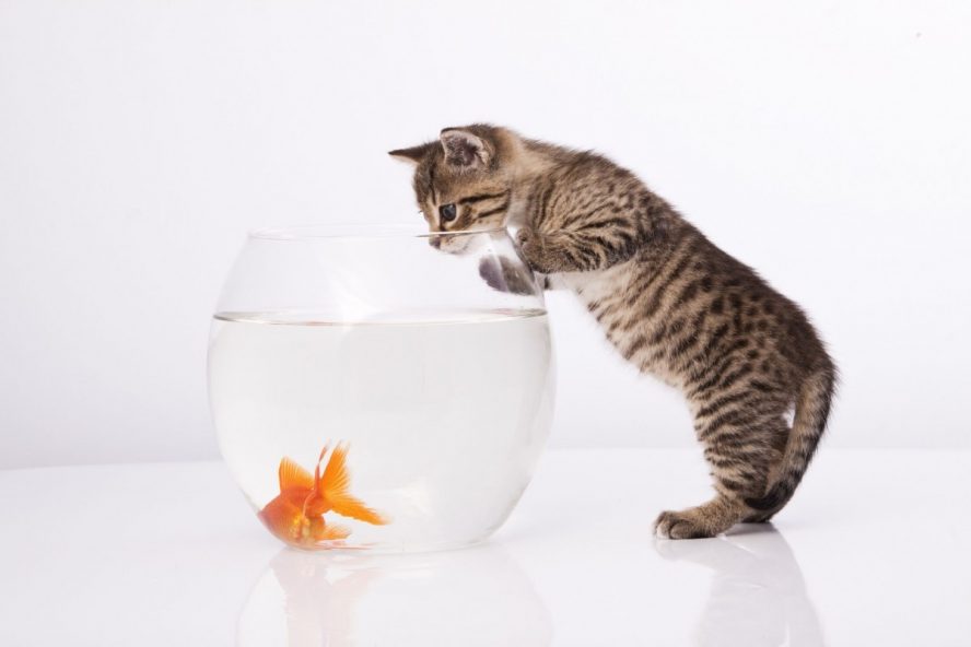 Can cat and fish live together