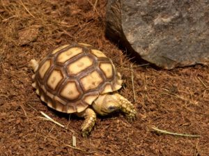 Can a cat and a tortoise live together