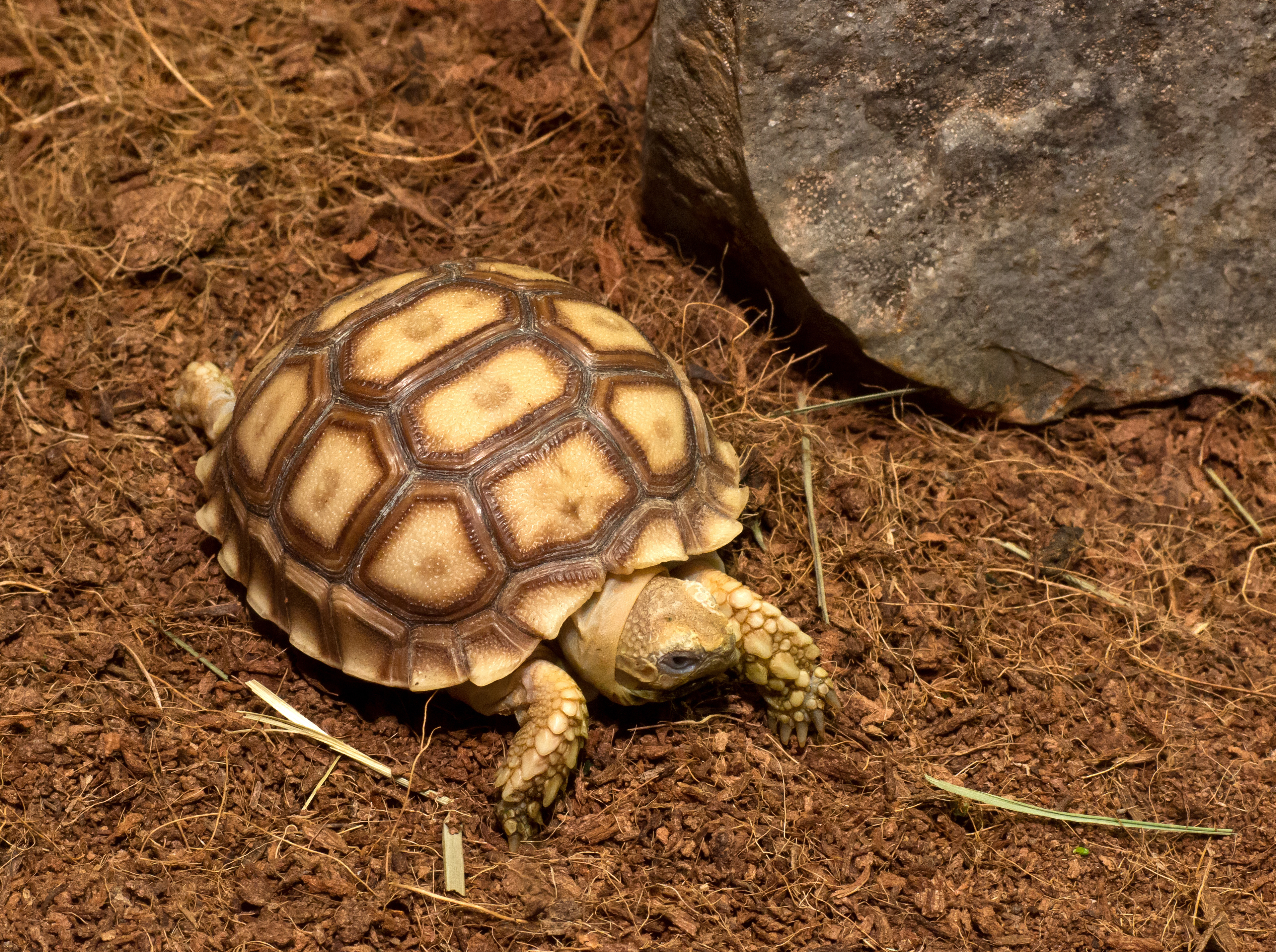 Can a cat and tortoise live together?